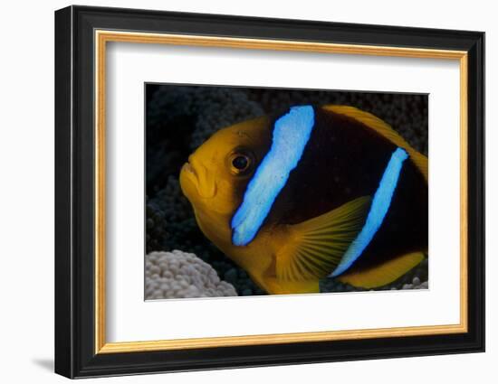 Orange-Fin Anenomefish in its Host Anenome, Fiji-Stocktrek Images-Framed Photographic Print