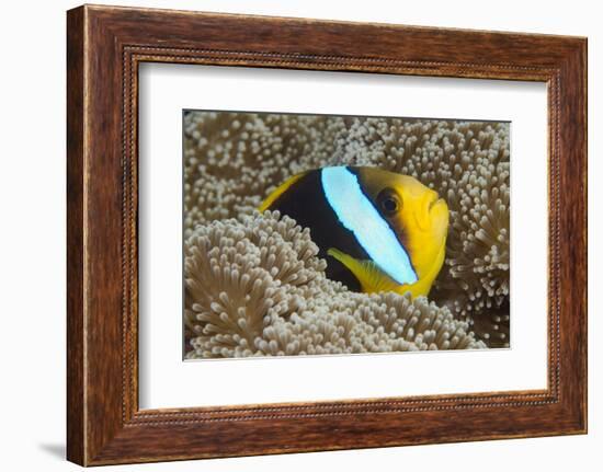 Orange-Finned Anemone Fish. Close to Host Anemone for Protection, Fiji-Pete Oxford-Framed Photographic Print