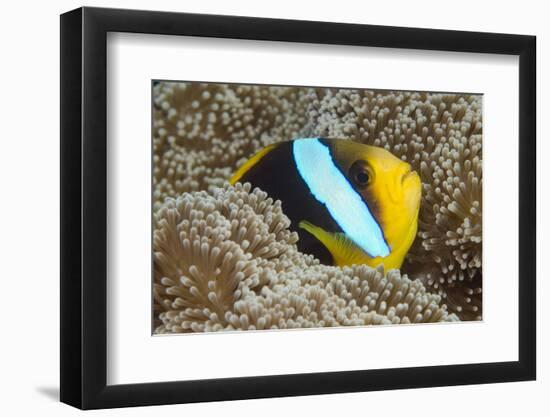 Orange-Finned Anemone Fish. Close to Host Anemone for Protection, Fiji-Pete Oxford-Framed Photographic Print