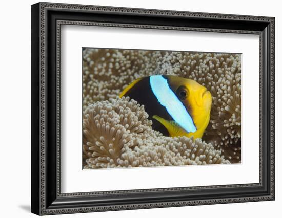 Orange-Finned Anemone Fish. Close to Host Anemone for Protection, Fiji-Pete Oxford-Framed Photographic Print