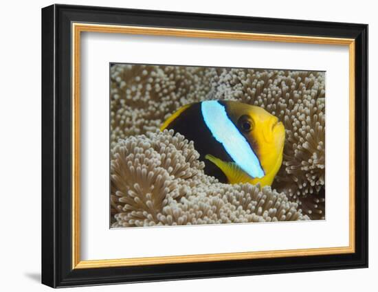 Orange-Finned Anemone Fish. Close to Host Anemone for Protection, Fiji-Pete Oxford-Framed Photographic Print