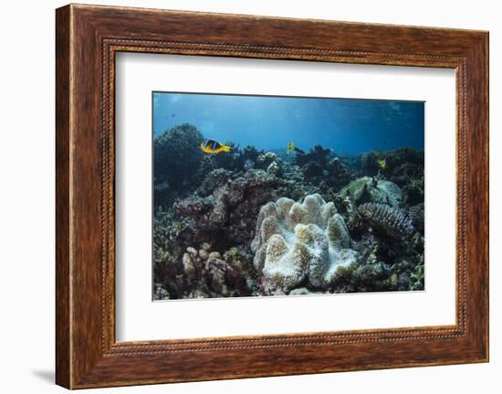 Orange-Finned Anemone Fish. Close to Host Anemone for Protection, Fiji-Pete Oxford-Framed Photographic Print