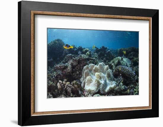 Orange-Finned Anemone Fish. Close to Host Anemone for Protection, Fiji-Pete Oxford-Framed Photographic Print