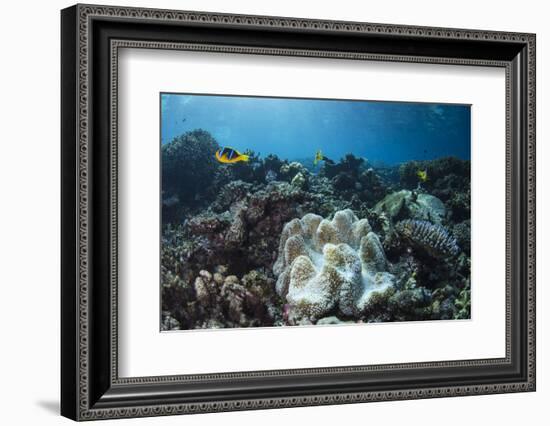 Orange-Finned Anemone Fish. Close to Host Anemone for Protection, Fiji-Pete Oxford-Framed Photographic Print