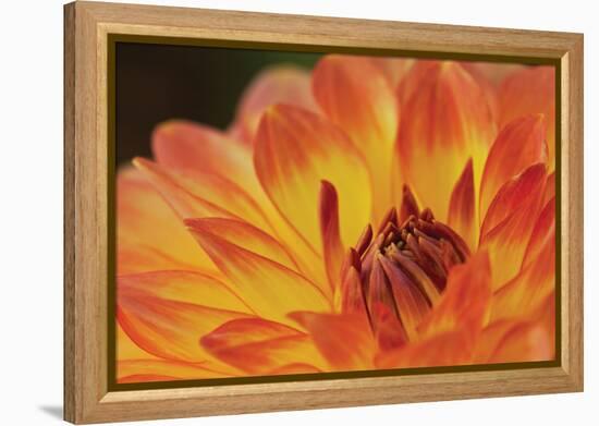 Orange Flame-Dana Styber-Framed Premier Image Canvas