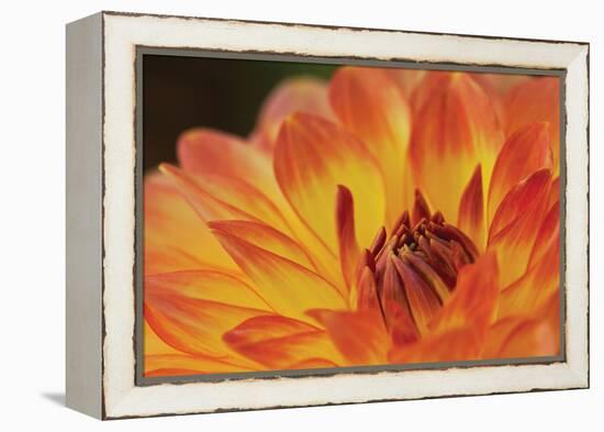 Orange Flame-Dana Styber-Framed Premier Image Canvas