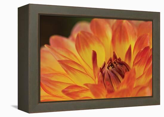 Orange Flame-Dana Styber-Framed Premier Image Canvas