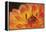 Orange Flame-Dana Styber-Framed Premier Image Canvas