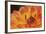 Orange Flame-Dana Styber-Framed Photographic Print