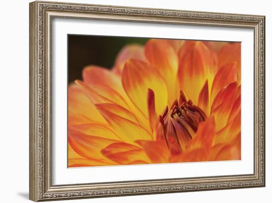 Orange Flame-Dana Styber-Framed Photographic Print