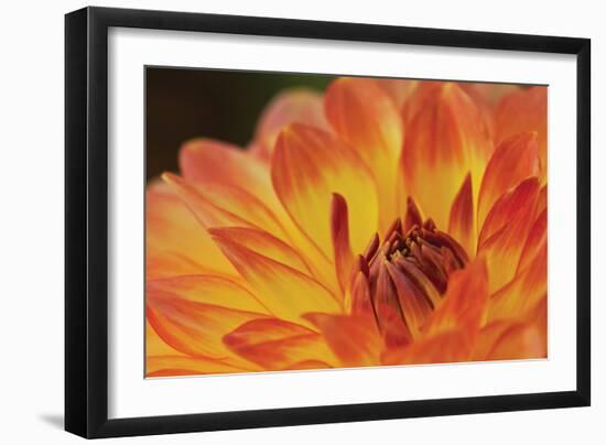 Orange Flame-Dana Styber-Framed Photographic Print