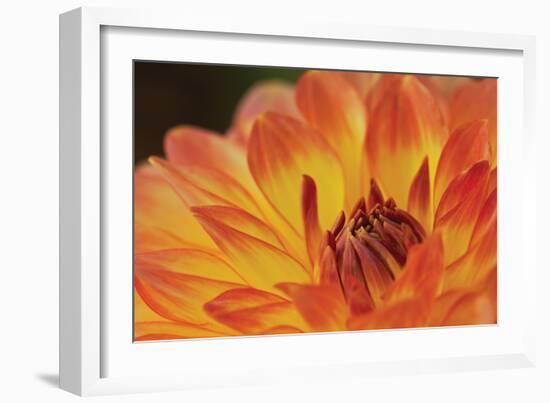 Orange Flame-Dana Styber-Framed Photographic Print