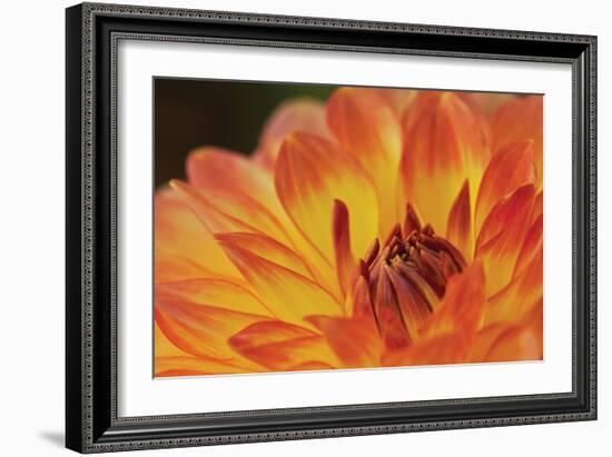 Orange Flame-Dana Styber-Framed Photographic Print