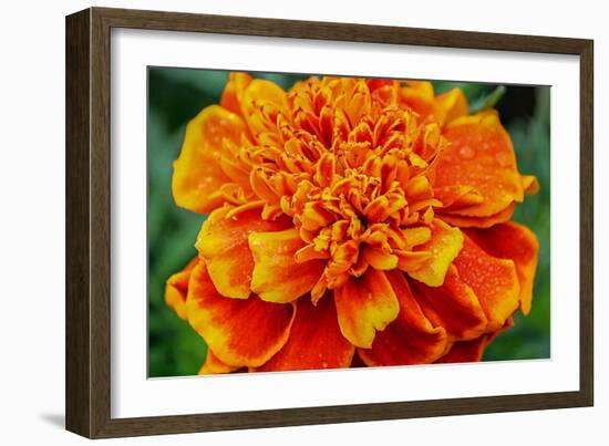 Orange Flower Close-up-null-Framed Photo