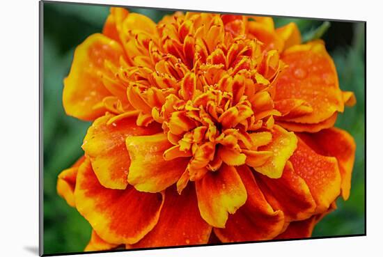 Orange Flower Close-up-null-Mounted Photo
