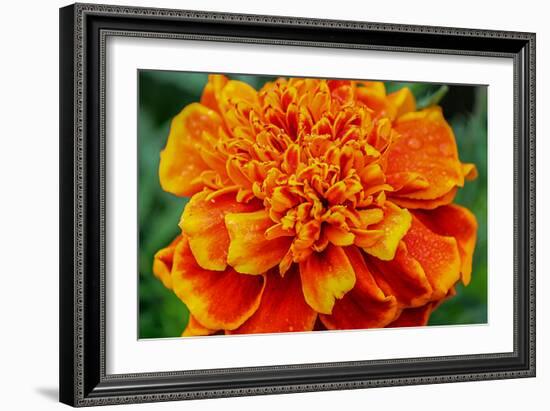 Orange Flower Close-up-null-Framed Photo
