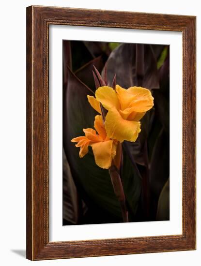 Orange Flower I-George Johnson-Framed Photographic Print