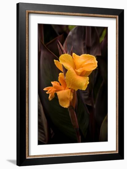 Orange Flower I-George Johnson-Framed Photographic Print