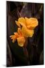 Orange Flower I-George Johnson-Mounted Photographic Print