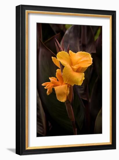 Orange Flower I-George Johnson-Framed Photographic Print