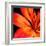 Orange Flower on Black 02-Tom Quartermaine-Framed Giclee Print