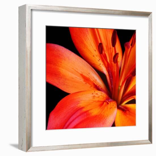 Orange Flower on Black 02-Tom Quartermaine-Framed Giclee Print