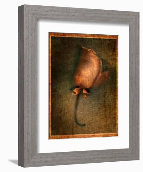 Orange Flower-Robert Cattan-Framed Photographic Print