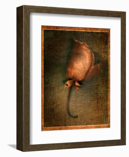 Orange Flower-Robert Cattan-Framed Photographic Print