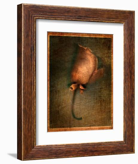 Orange Flower-Robert Cattan-Framed Photographic Print