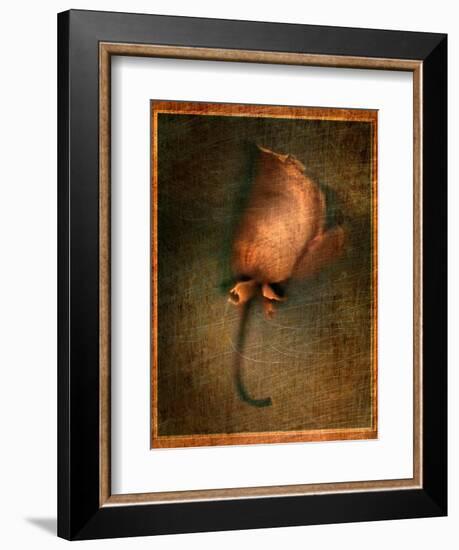 Orange Flower-Robert Cattan-Framed Photographic Print