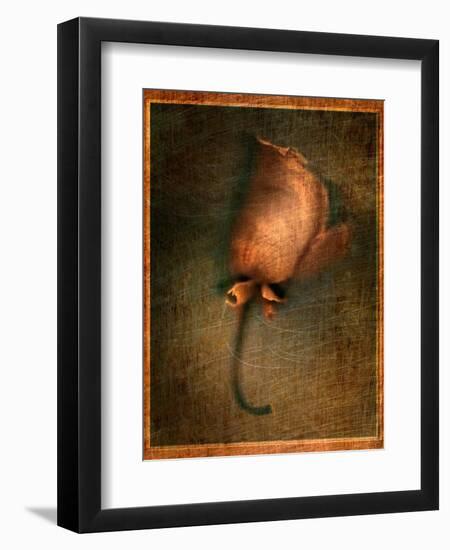 Orange Flower-Robert Cattan-Framed Photographic Print