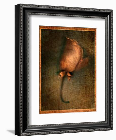 Orange Flower-Robert Cattan-Framed Photographic Print