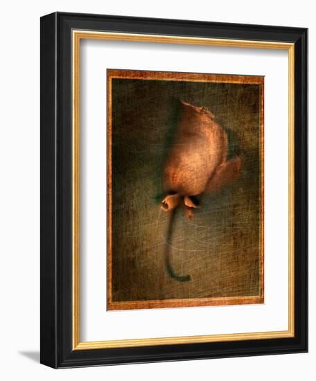 Orange Flower-Robert Cattan-Framed Photographic Print