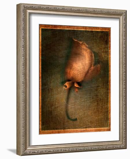 Orange Flower-Robert Cattan-Framed Photographic Print