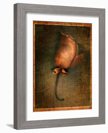 Orange Flower-Robert Cattan-Framed Photographic Print