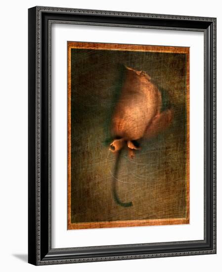 Orange Flower-Robert Cattan-Framed Photographic Print