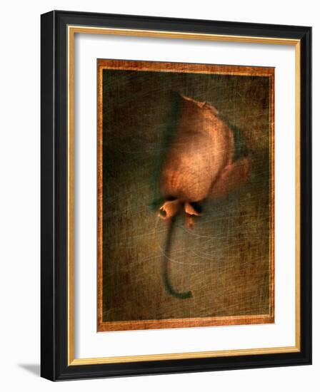 Orange Flower-Robert Cattan-Framed Photographic Print