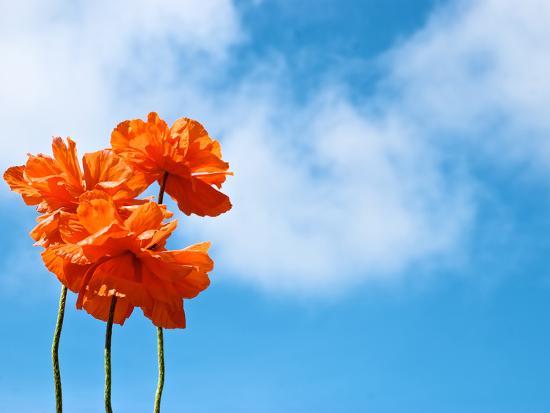 Orange Flowers Against A Blue Sky With Fluffy Clouds Photographic Orange Flowers Against A Blue Sky With
