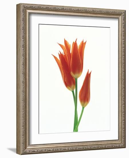 Orange Flowers Against White Background-null-Framed Photographic Print