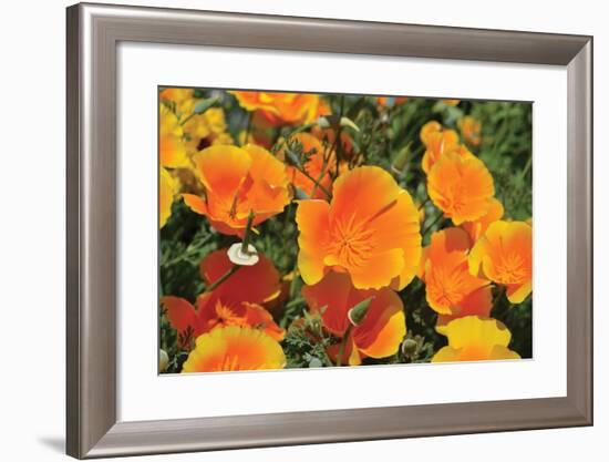 Orange Flowers-Brian Moore-Framed Photographic Print