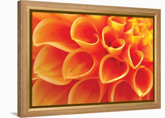 Orange Funnel Dahlia-Dana Styber-Framed Premier Image Canvas