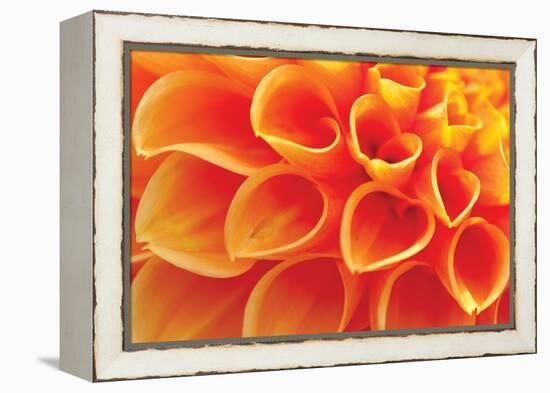 Orange Funnel Dahlia-Dana Styber-Framed Premier Image Canvas