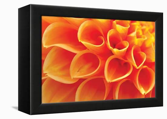 Orange Funnel Dahlia-Dana Styber-Framed Premier Image Canvas