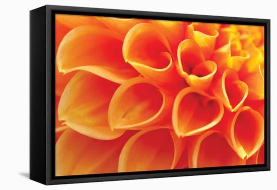 Orange Funnel Dahlia-Dana Styber-Framed Premier Image Canvas