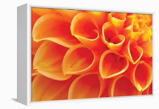 Orange Funnel Dahlia-Dana Styber-Framed Premier Image Canvas