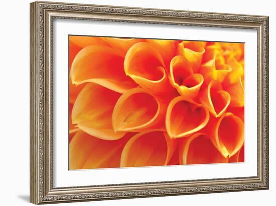 Orange Funnel Dahlia-Dana Styber-Framed Photographic Print