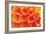 Orange Funnel Dahlia-Dana Styber-Framed Photographic Print