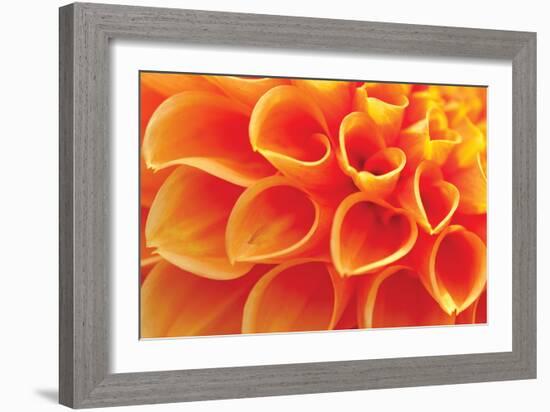 Orange Funnel Dahlia-Dana Styber-Framed Photographic Print