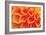 Orange Funnel Dahlia-Dana Styber-Framed Photographic Print