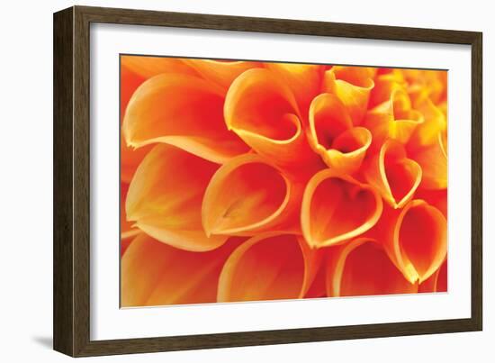 Orange Funnel Dahlia-Dana Styber-Framed Photographic Print